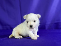 Maltipom