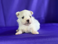 Maltipom