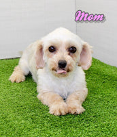Sugar Female Maltipoo $995