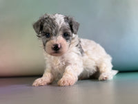 Marlow Male Maltipoo $1150