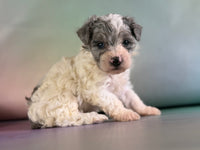 Marlow Male Maltipoo $1150