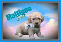 Maltipoo