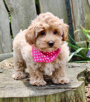Maltipoo