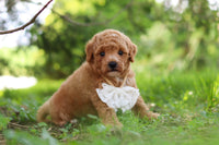 Maltipoo