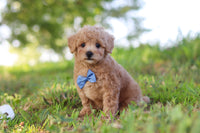 Maltipoo