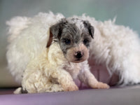 Marlow Male Maltipoo $1150