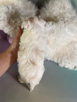 Mator Male Maltipoo $1150