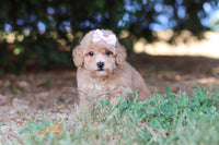 Maltipoo 