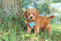Maltipoo