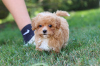 Maltipoo