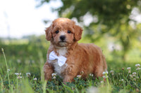 Maltipoo