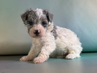 Marlow Male Maltipoo $1150