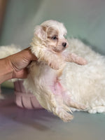 Mator Male Maltipoo $1150