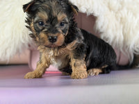 Magoo Male Maltipoo $1150