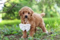 Maltipoo