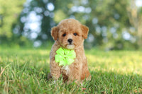 Maltipoo