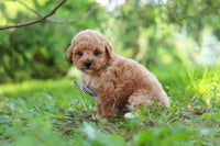 Maltipoo