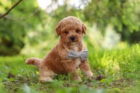 Maltipoo