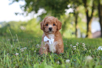 Maltipoo