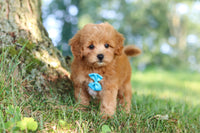 Maltipoo