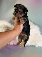Magoo Male Maltipoo $1150