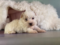 Mator Male Maltipoo $1150