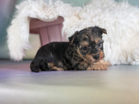 Magoo Male Maltipoo $1150