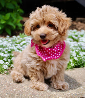 Maltipoo