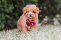 Maltipoo