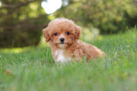 Maltipoo