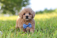 Maltipoo