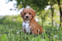 Maltipoo