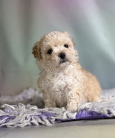 Maltipoo