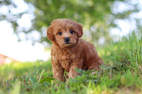 Maltipoo