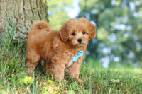 Maltipoo