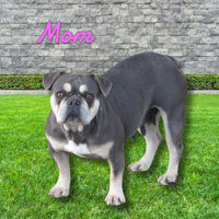 Duke Male AKC French Bulldog $1600