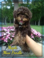 Mini Poodle
