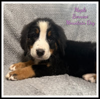Bernese Mountain Dog