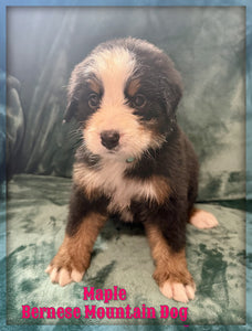 Bernese Mountain Dog