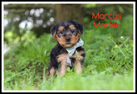 Marcus Male Morkie $1400