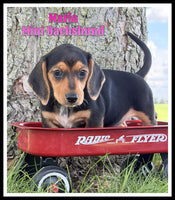 Mini Dachshund