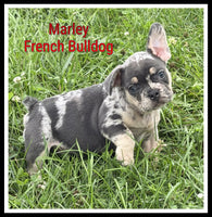 Marley Male AKC French Bulldog $1700