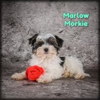 Marlow Male Morkie $850
