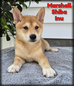  Shiba Inu