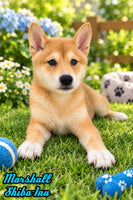 Marshall Male AKC Shiba Inu $550