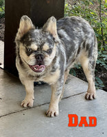 Maverick Male AKC Fluffy French Bulldog $2450