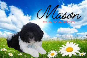 Mason Male Havapoo $550