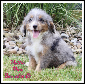 Mini Bernedoodle