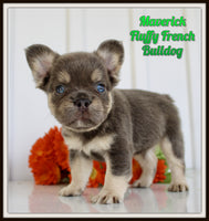Maverick Male AKC Fluffy French Bulldog $2450