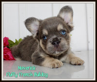 Fluffy French Bulldog